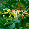 Boswellia - BronchoMax Ingredienti 